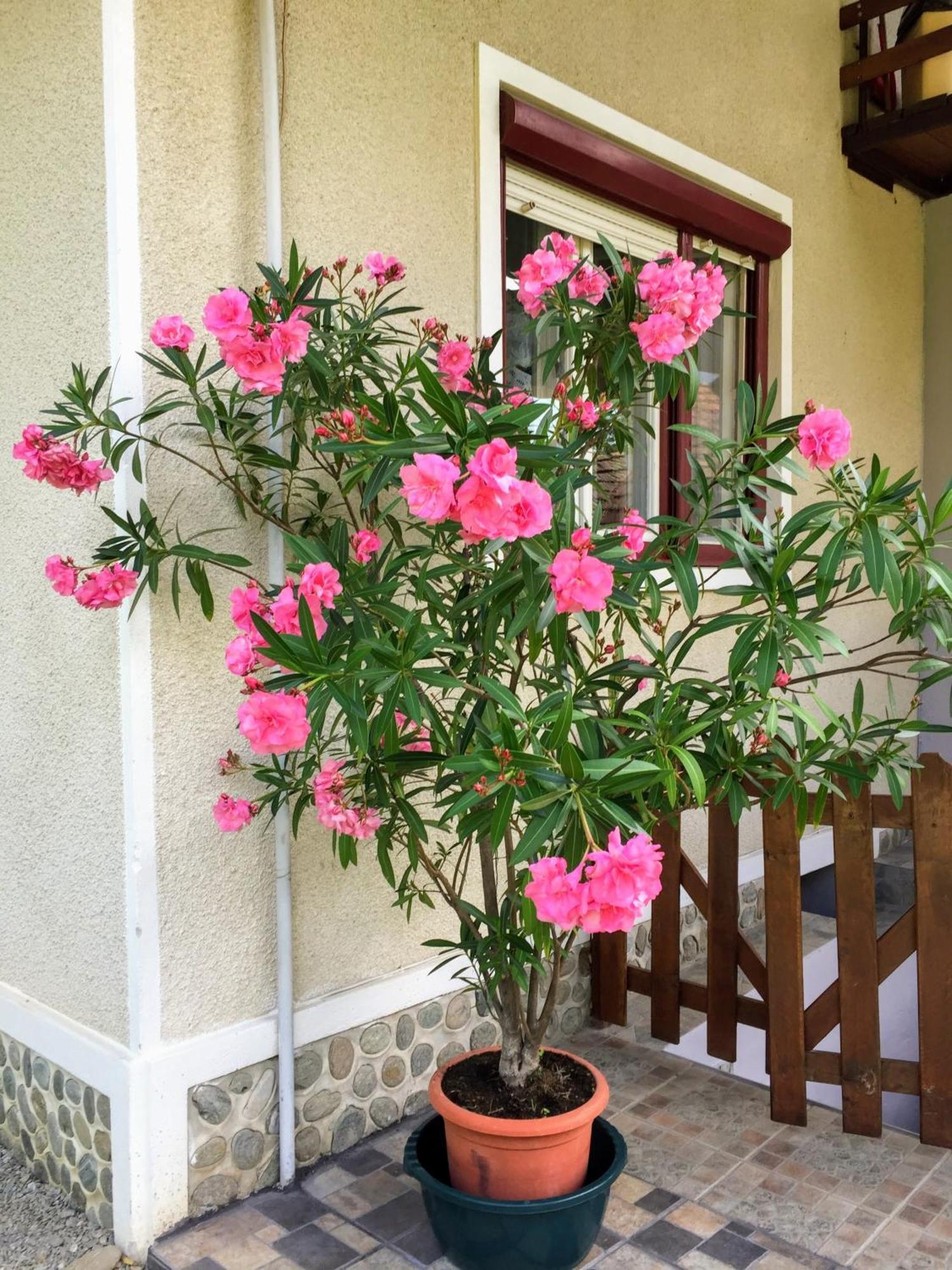 Casa Popa Hotel Cîrţişoara Екстериор снимка